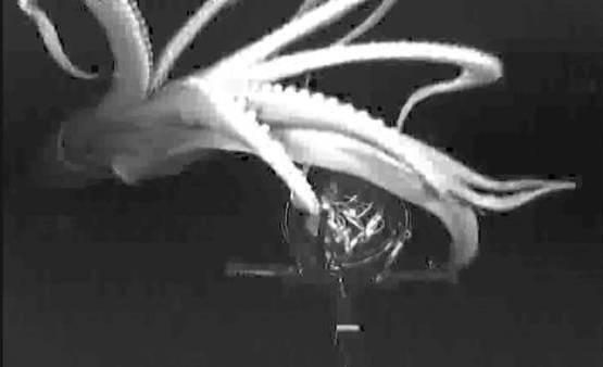 Sorry, that Real giant squid What Real giant squid exact